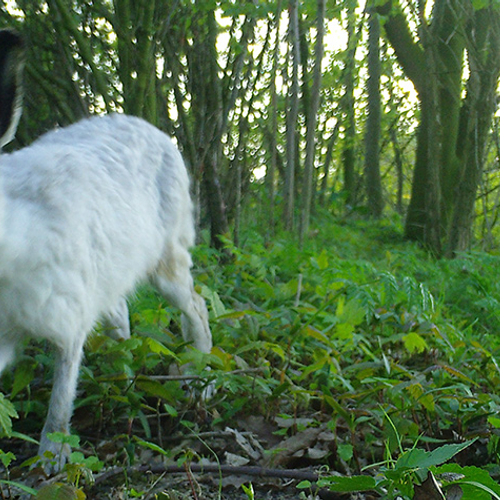 Witte hazen in Groningen