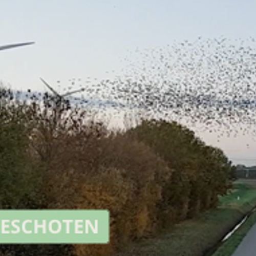 Spreeuwenzwerm tussen de windmolens