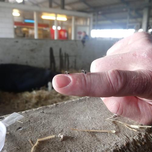 Vliegen bestrijden met vliegen