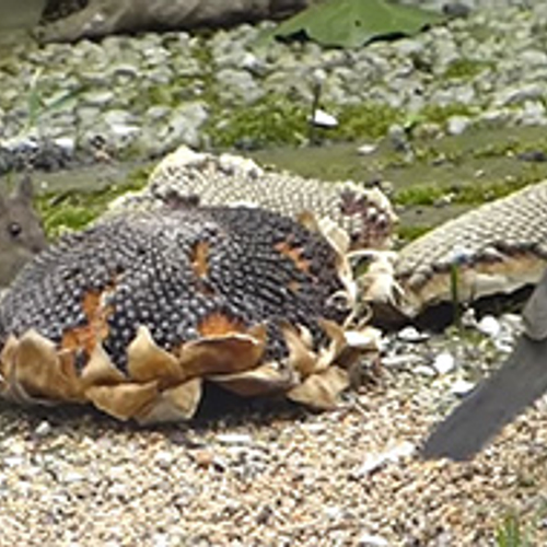 Muis en merel eten van zonnebloemen