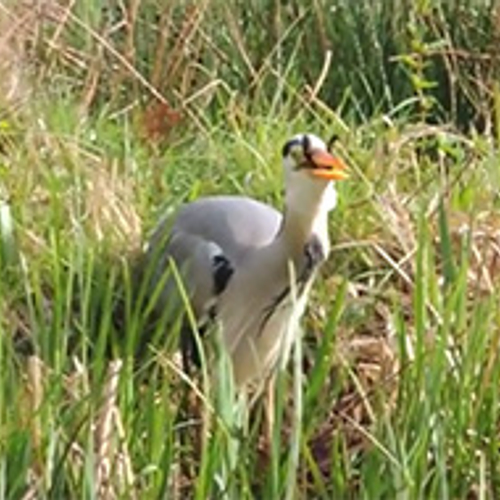 Reiger eet eendenkuiken