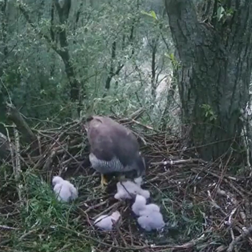 Beleef de Lente: onderkoeld