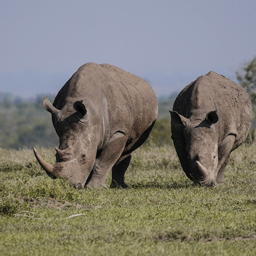 Laatste mannelijke witte neushoorn gestorven