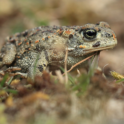 Drooggevallen poelen probleem voor amfibieën