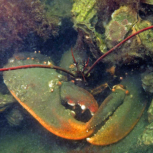 Vissen en bodemdieren in de Oosterschelde flink in aantal gedaald