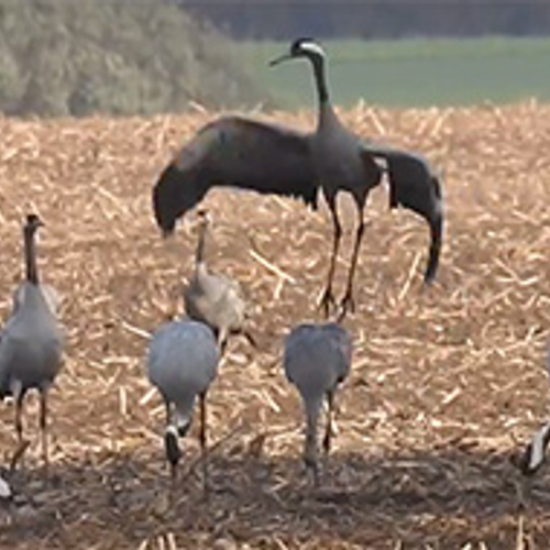 Dansende kraanvogels