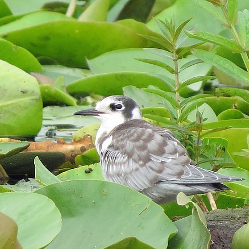 Herken de jonge vogel!