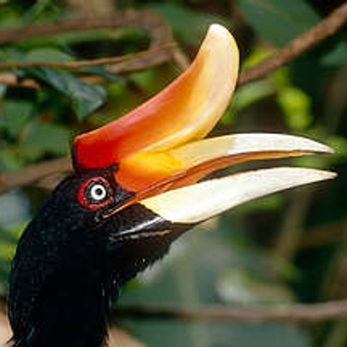 Neushoornvogel in je tuin