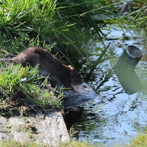 Rat knabbelt aan dode karper