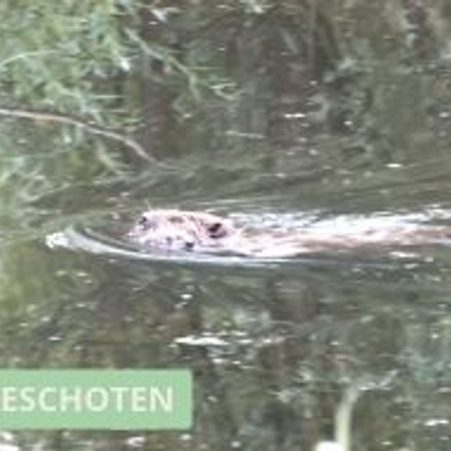 Bever verplaatst jong