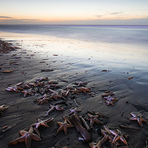 Afbeelding van Duizenden zeesterren spoelen aan op Nederlandse stranden
