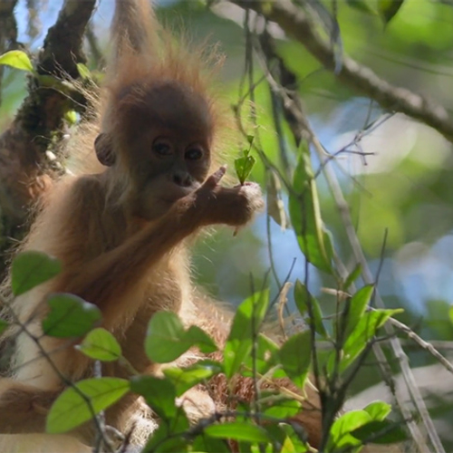 Nieuwe mensaapsoort: Tapanuli orang-oetan