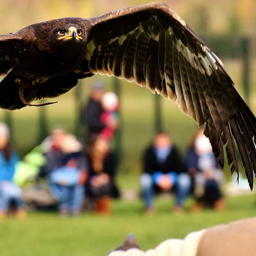 Petitie: stop de handel in roofvogels