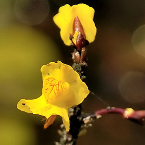 Vleesetende planten van Nederland