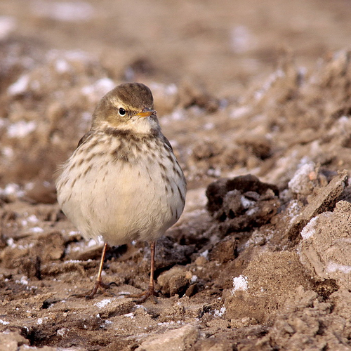 Fenolijn 035 - 67 11 338