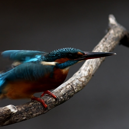 IJsvogel waait van tak | Winnaar Zelf Geschoten