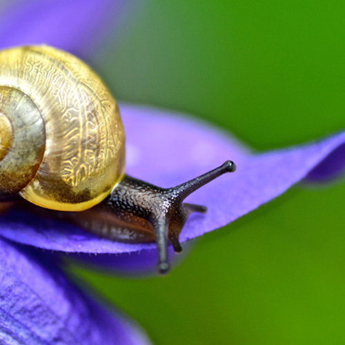 Slakken in de tuin: zo jaag je ze weg