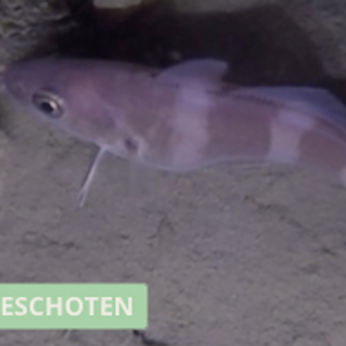 Steenbolk in de Zeeuwse wateren