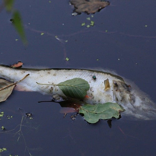 Afbeelding van Waterschappen vinden veel dode vissen door zuurstoftekort
