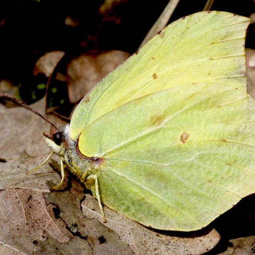 Afbeelding van Fenolijn 1 maart 2026