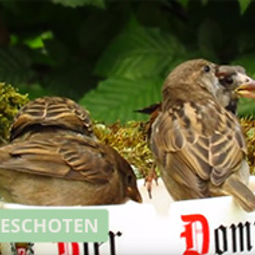 Jonge musjes komen eten