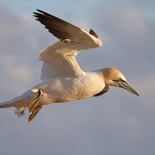 Afbeelding van Nieuwe impulsen voor trekvogelmonitoring