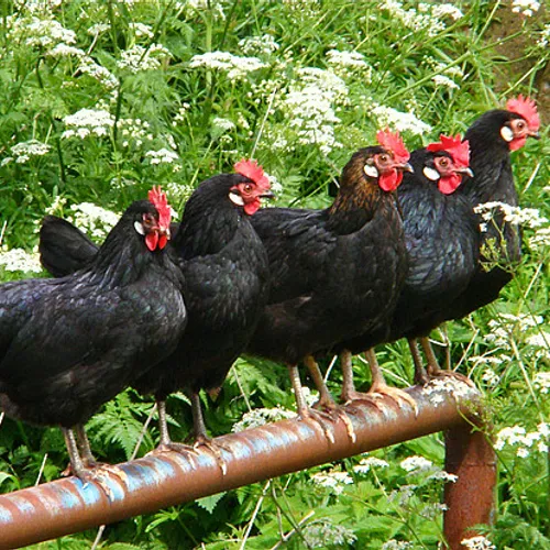 Afbeelding van Waar komt de PFAS in eieren van hobbykippen vandaan?