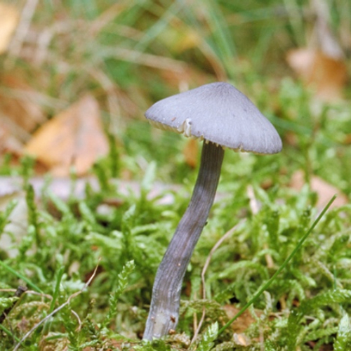 Nieuwe hotspotkaart voor paddestoelen