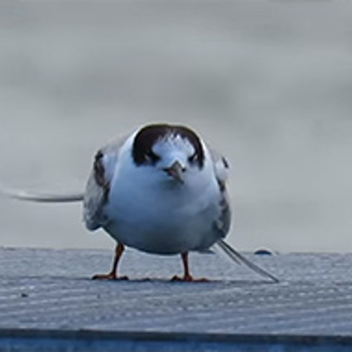 Visdiefje in de wind