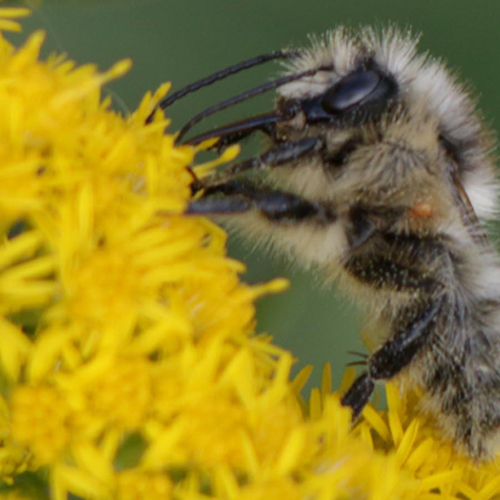 Zeldzame zandhommel van de Biesbosch