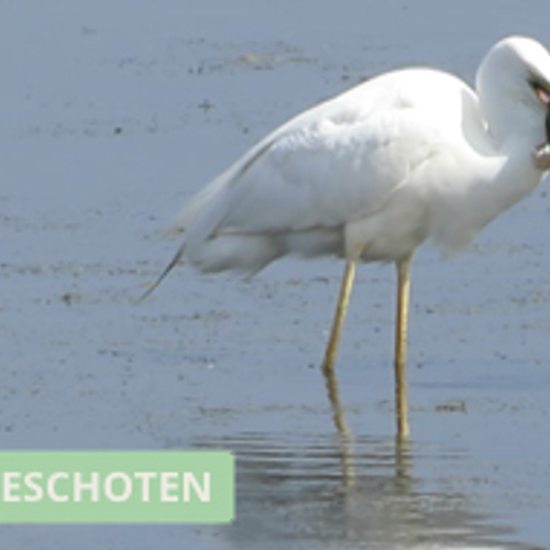 Grote Zilverreiger eet een zeelt