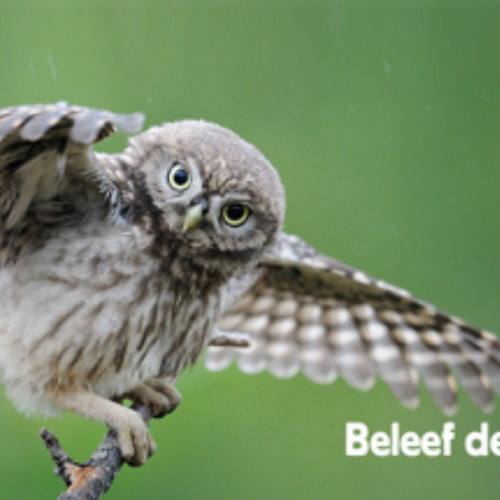 Afbeelding van Beleef de Lente: nieuw seizoen start zondag 1 maart 2026