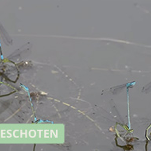 Winnaar Zelf Geschoten: azuurwaterjuffers