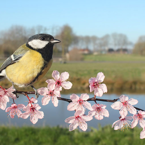 Zijn stadskoolmezen anders?