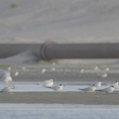 Heel veel vogels ontdekken Marker Wadden