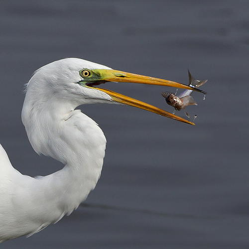 Spierwit (fotoserie)