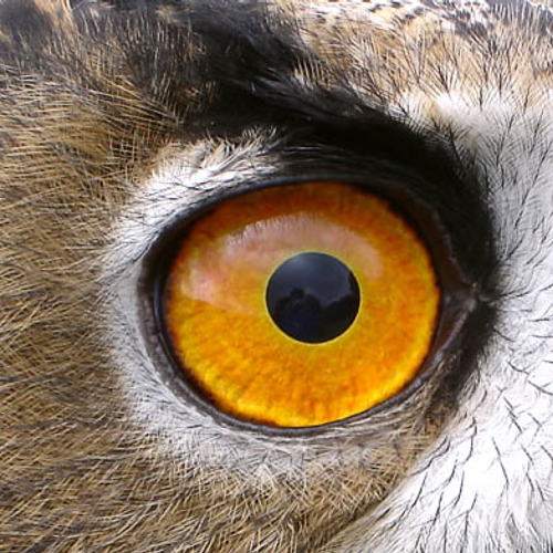 Een oehoe uit de Noordzee