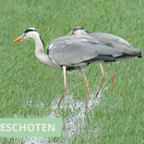 Blauwe reigers zoeken eten tijdens storm