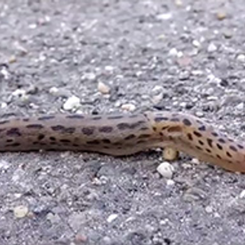 Grote aardslak glijdt over de weg