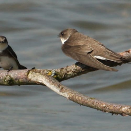 Afbeelding van Insecticiden en de plotselinge sterfte van zwaluwen