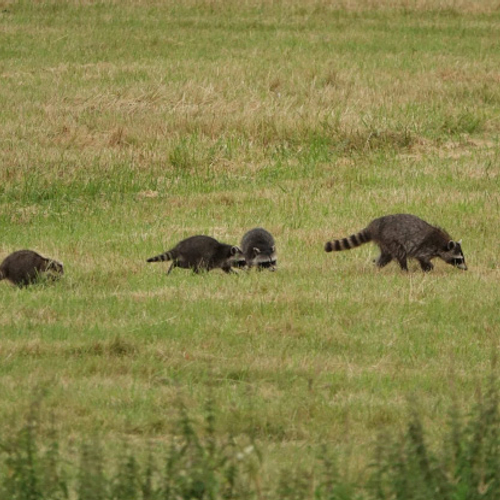 Afbeelding van Wasbeertoename in Limburg vraagt om samenwerking met buurlanden