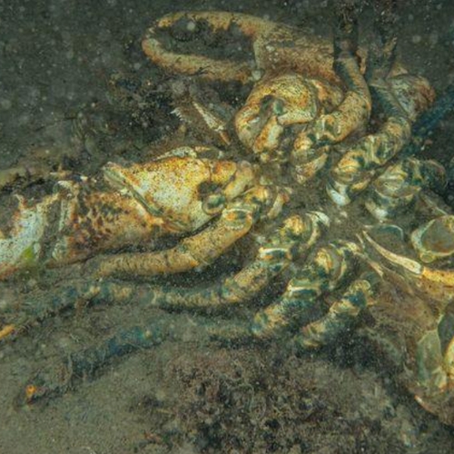 Afbeelding van Sportduikers melden opmerkelijk veel dode zeekreeften