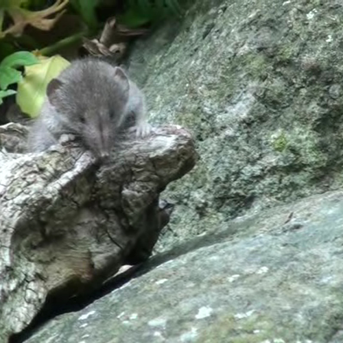 Zeldzame waterspitsmuis in winterverblijf ringslang