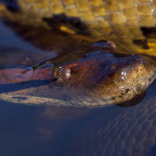 Maagdelijke voortplanting van een Anaconda