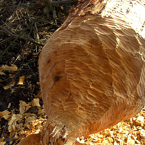 Bever bereikt de Schinveldse bossen