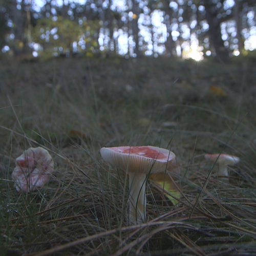 Stuifduin nekt paddenstoel