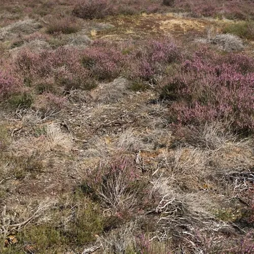 Afbeelding van Veel droogtemaatregelen blijven nodig ondanks neerslag