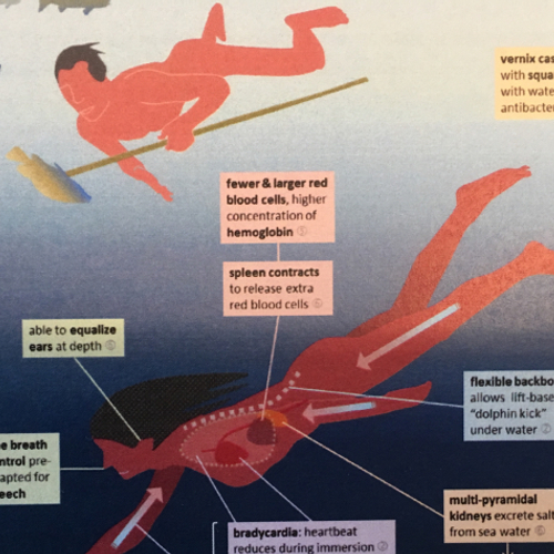 Stammen we af van de wateraap?