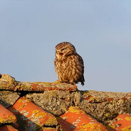 Steenuil roept naar kat