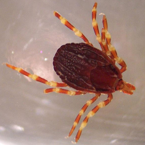 Drentse teek blijkt tropische hyalommateek